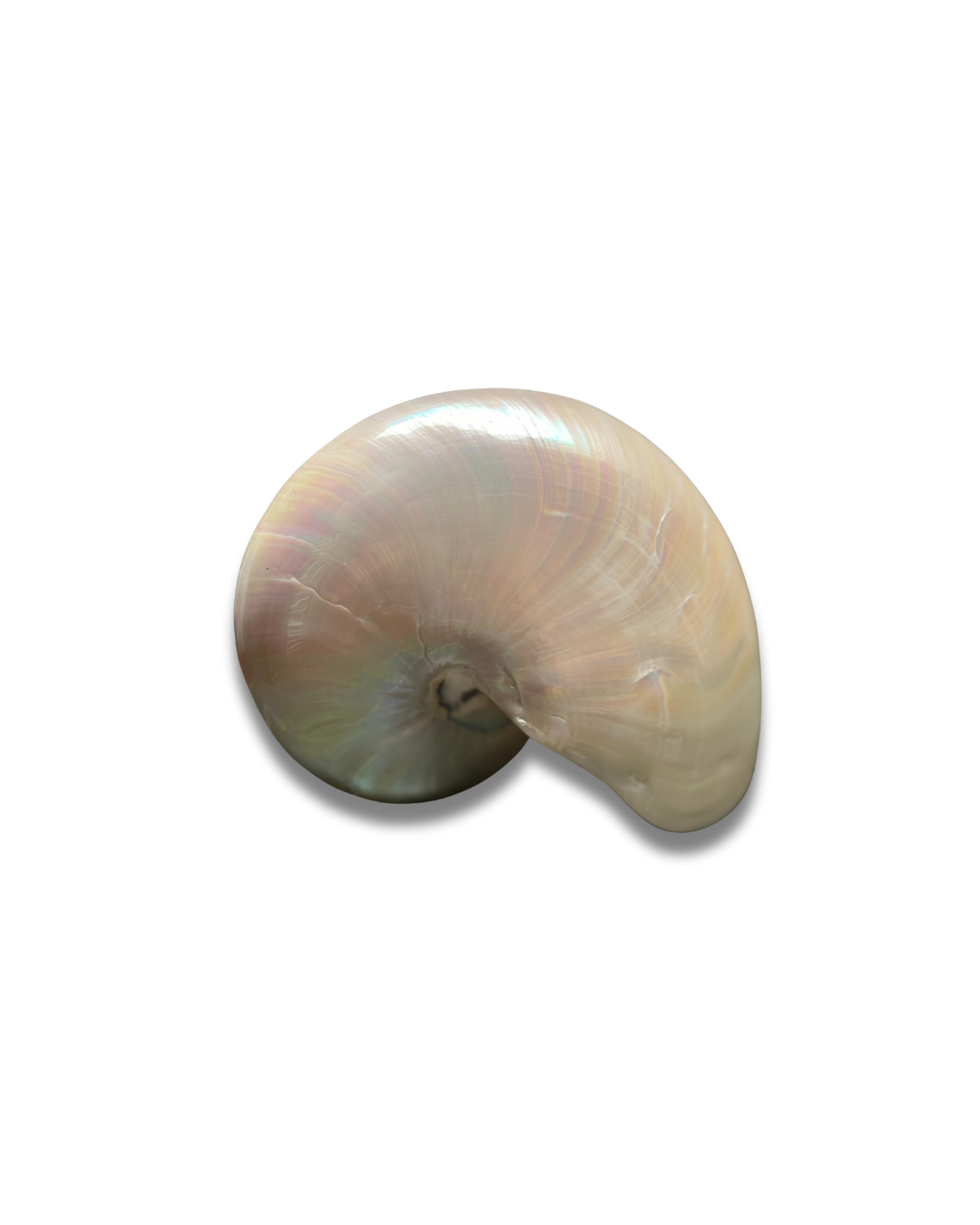 Nautilus - Imagen 3