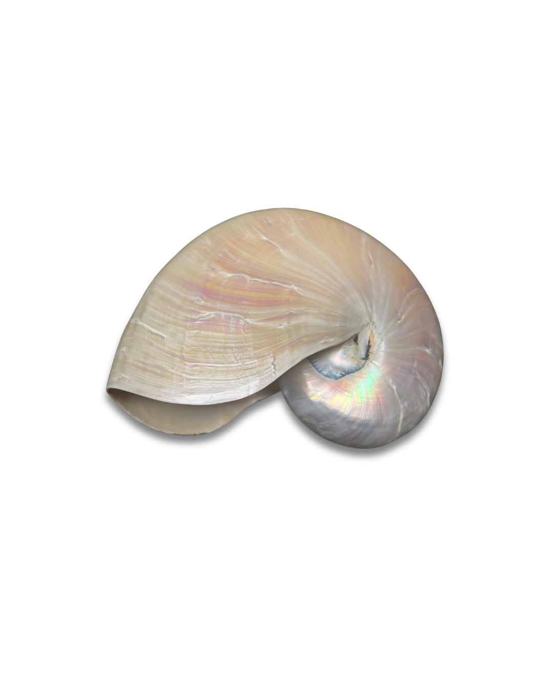 Nautilus