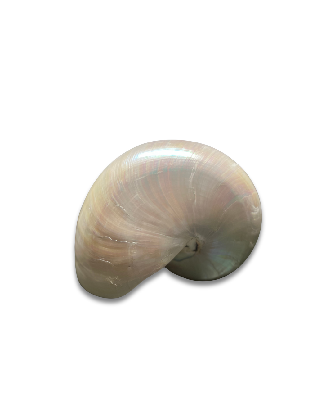 Nautilus - Imagen 4