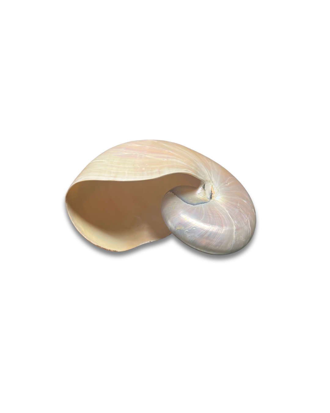 Nautilus - Imagen 2