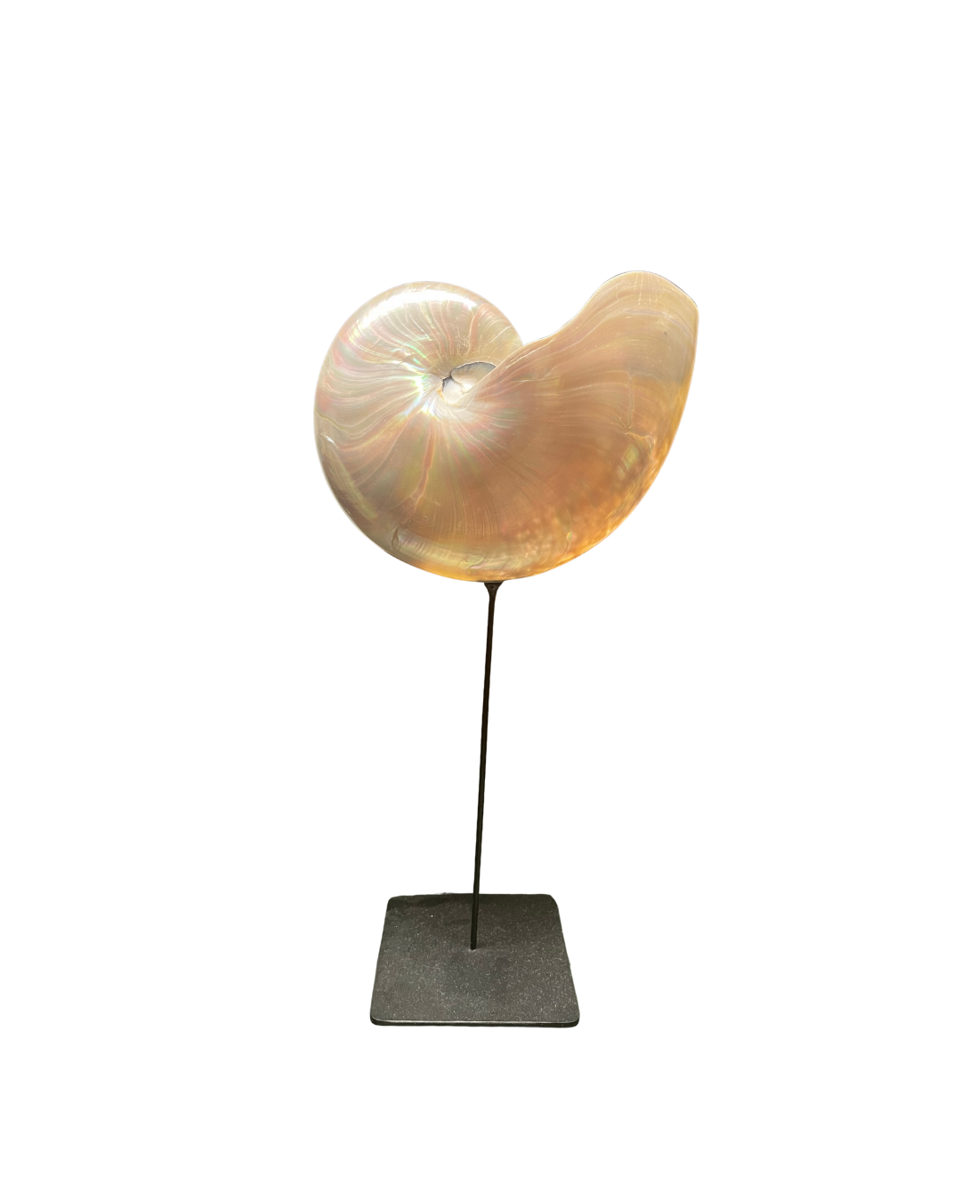 Nautilus con peana forjada