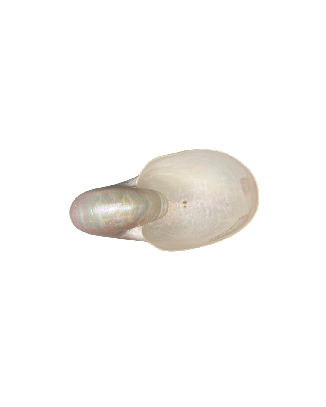 Nautilus con peana forjada - Imagen 2